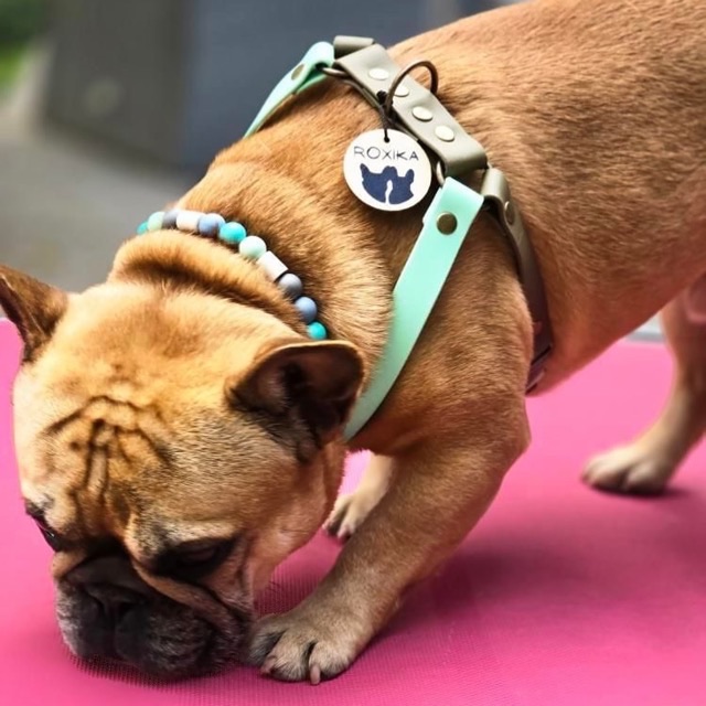 Bouledogue dans son harnais en cuir vegan