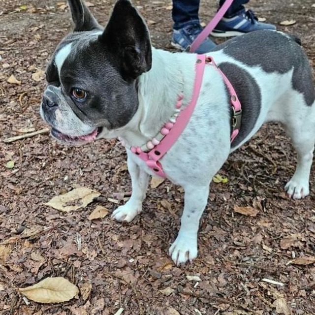 Bouledogue dans son harnais en cuir vegan