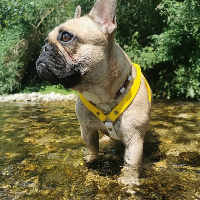 Bouledogue dans son harnais en cuir vegan