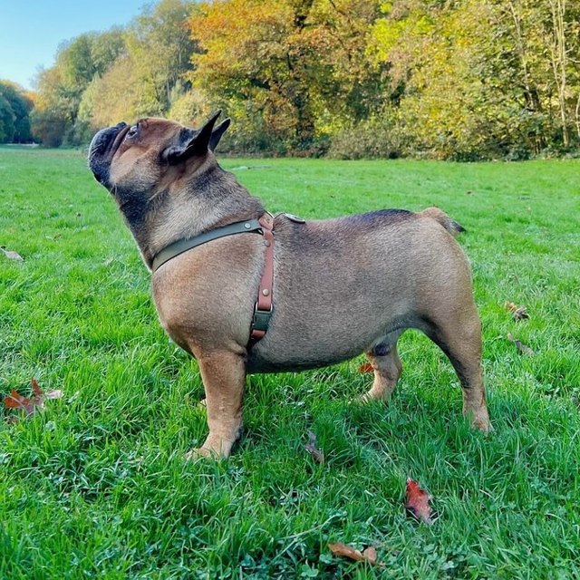 Bouledogue dans son harnais en cuir vegan