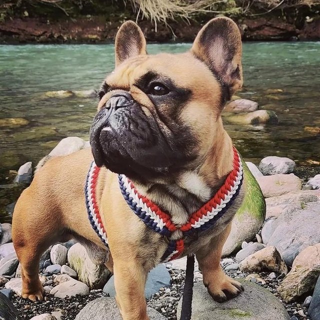 Bouledogue dans son harnais Y tressé