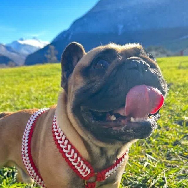 Bouledogue dans son harnais Y tressé