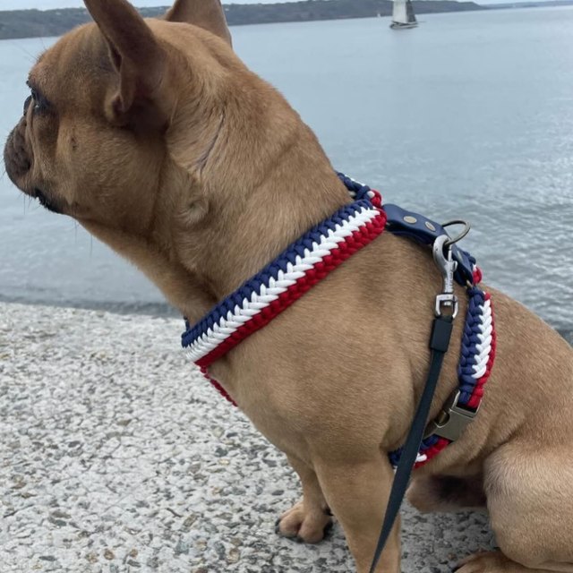 Bouledogue dans son harnais Y tressé
