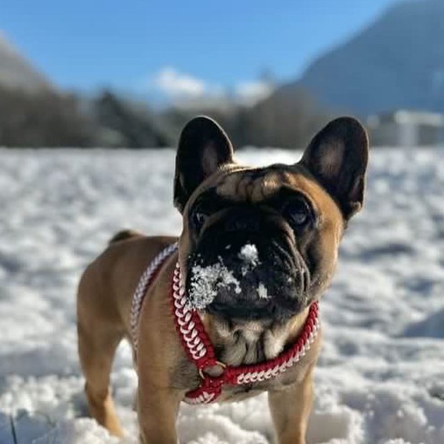 Bouledogue dans son harnais Y tressé
