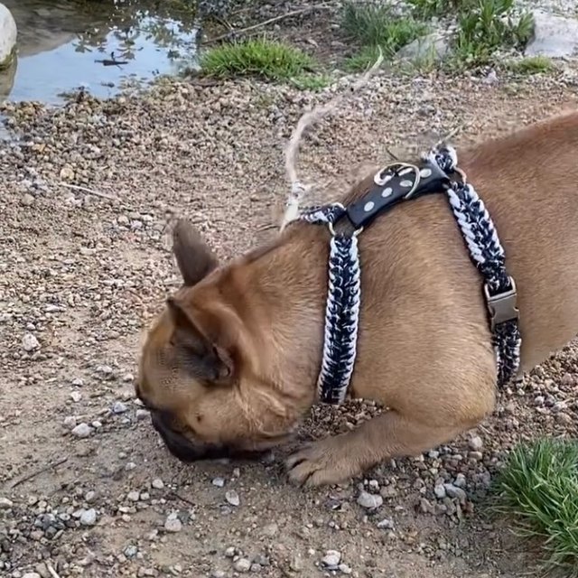 Bouledogue dans son harnais Y tressé