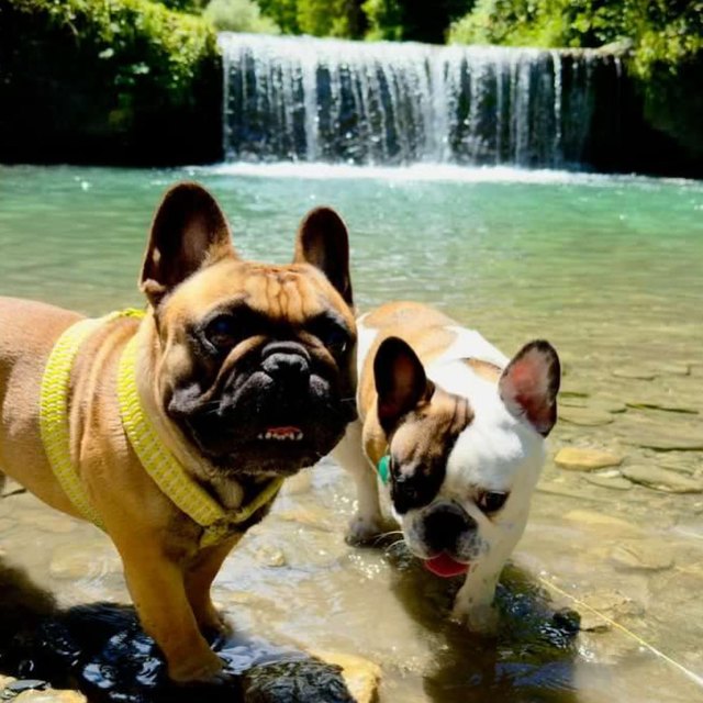 Deux bouledogues dans l'eau au pied d'une cascade, l'un en harnais Y tressé jaune