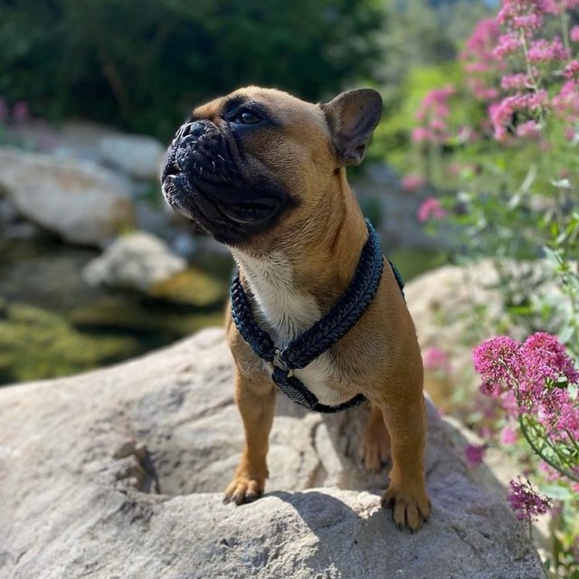 Bouledogue dans son harnais Y tressé
