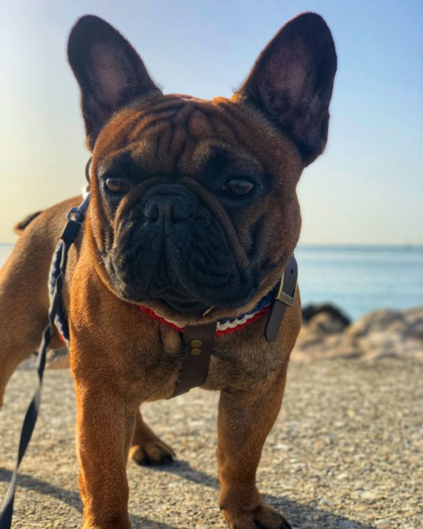 harnais french bulldog