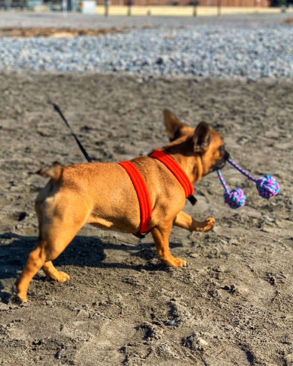 jouet bouledogue