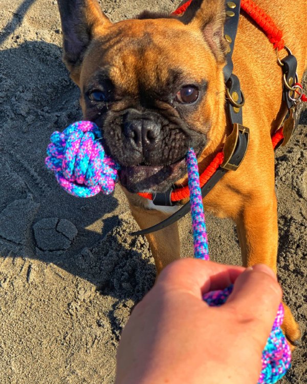 jouet pour bouledogue