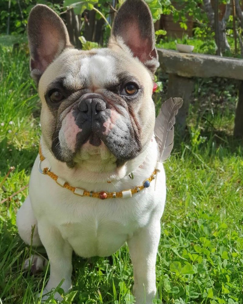 oscar bouledogue