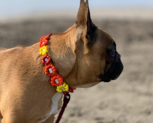 collier anti parasitaire naturel