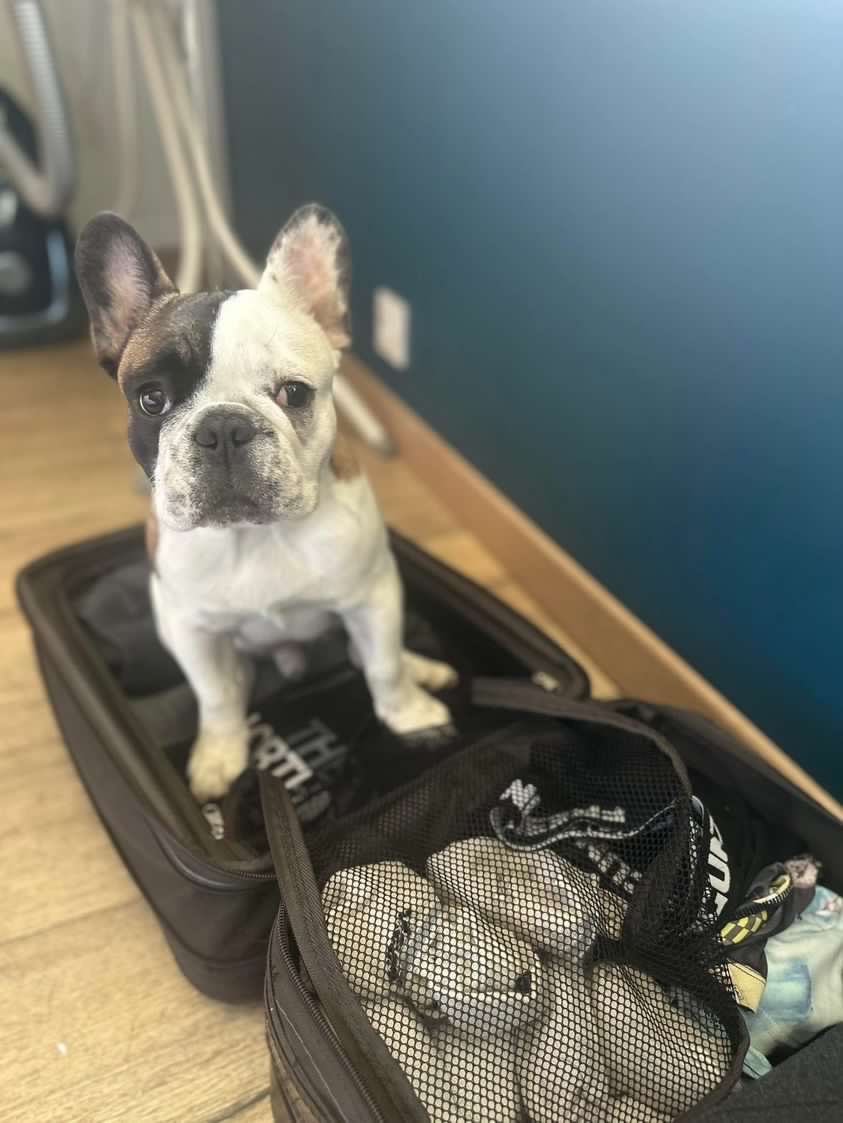 valise chien