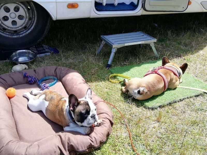 vacances camping chien