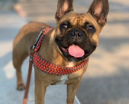 sécurité avec son bouledogue