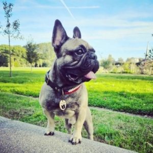 Frenchie