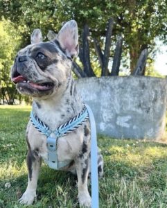 harnais sur mesure bouledogue français