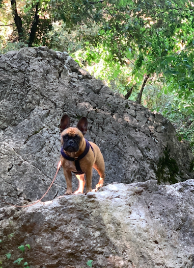 harnais bouledogue